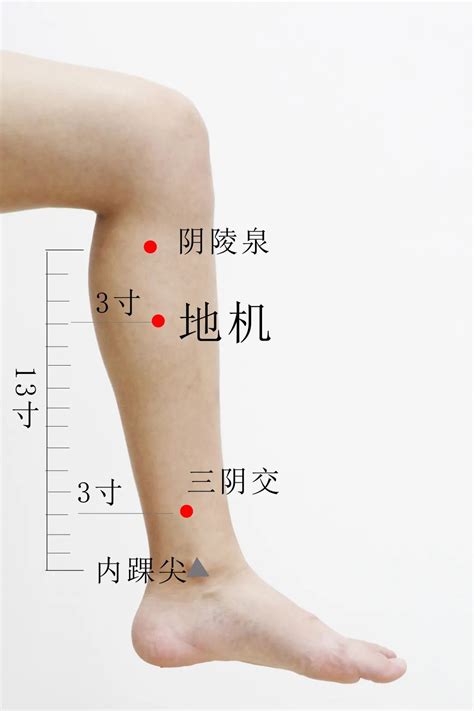 地機穴氣結|地機穴:名稱釋義,功能作用,治法,定位,解剖,主治,操作,臨床運用,操。